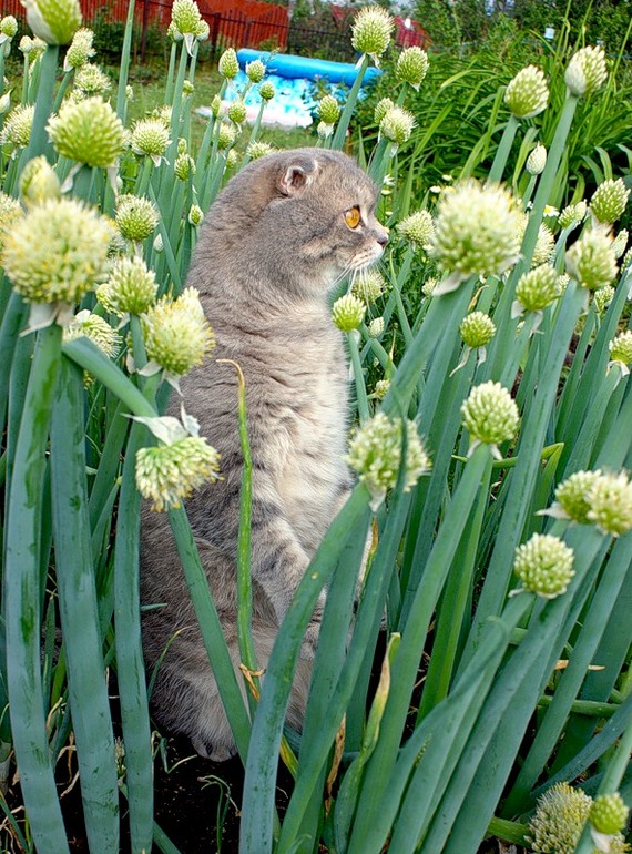 Cat Taras in the country. - cat, Catomafia, Dacha