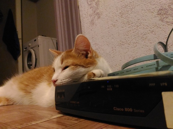 Киска на циске - Кот, Циска, Коты и собаки вместе, Моё, Cisco
