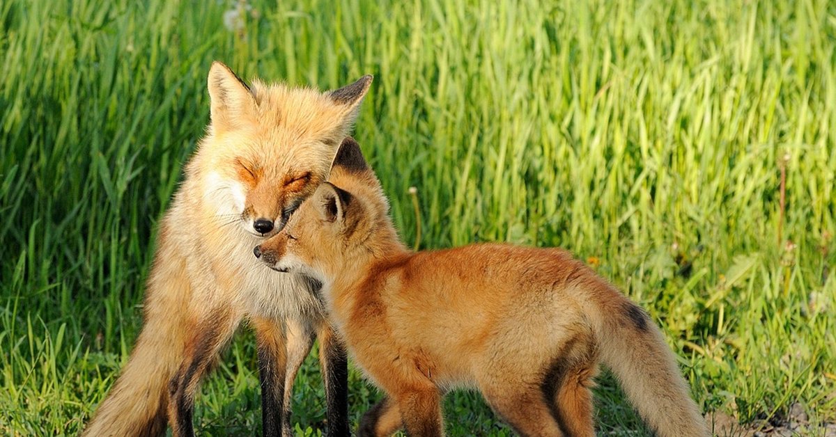 Fox лис. Лиса. Лиса с лисятами. Две лисы. Лисички звери.