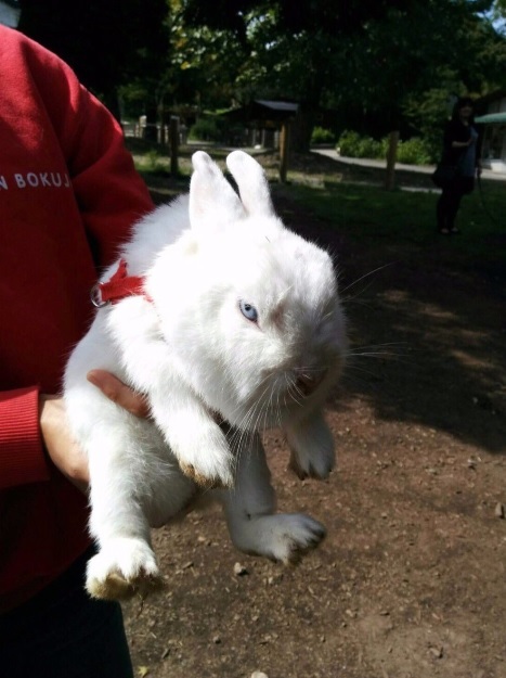 Exceptionally unsympathetic hare - Hare, Handsome, An exception