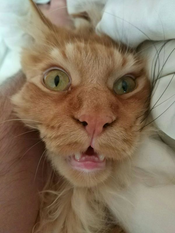 Looks like my cat is broken... - My, Humor, Nose, Redheads, Breaking, cat