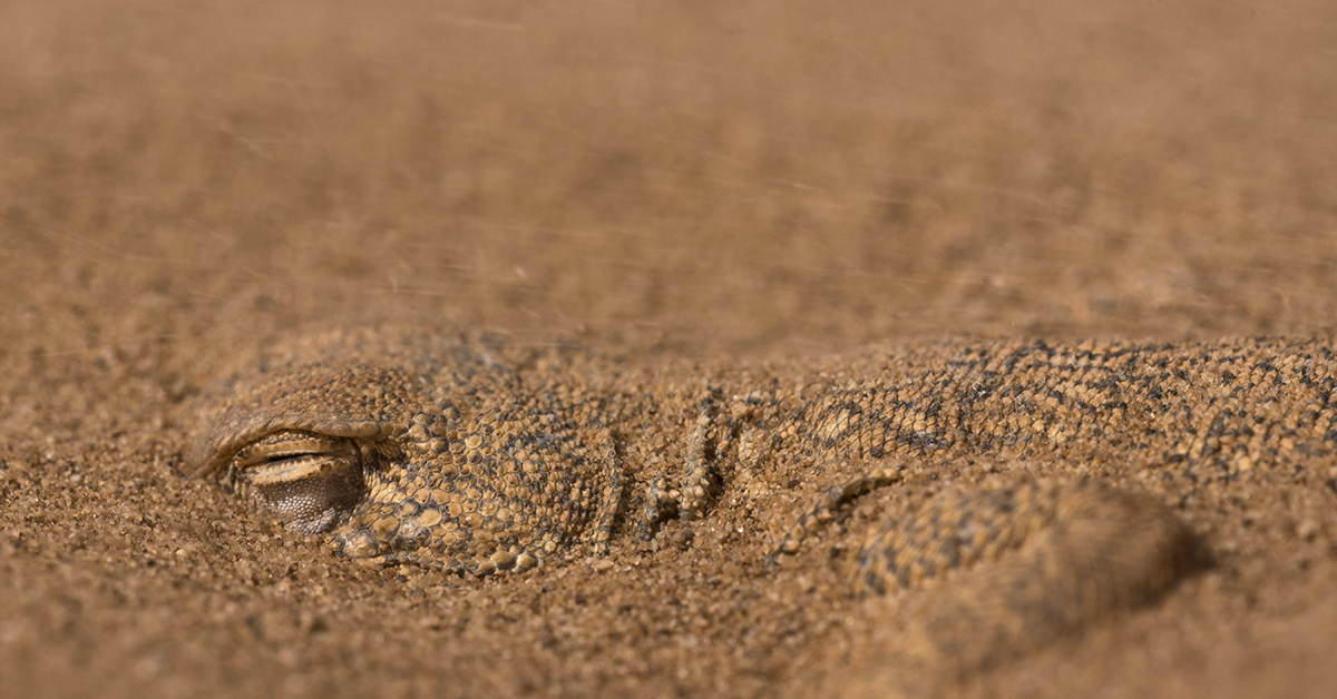 Норы ящериц. Ящерица ушастая круглоголовка. Ушастая круглоголовка закапывается в песок. Ящерица на песке. Ящерица которая живет в песке.
