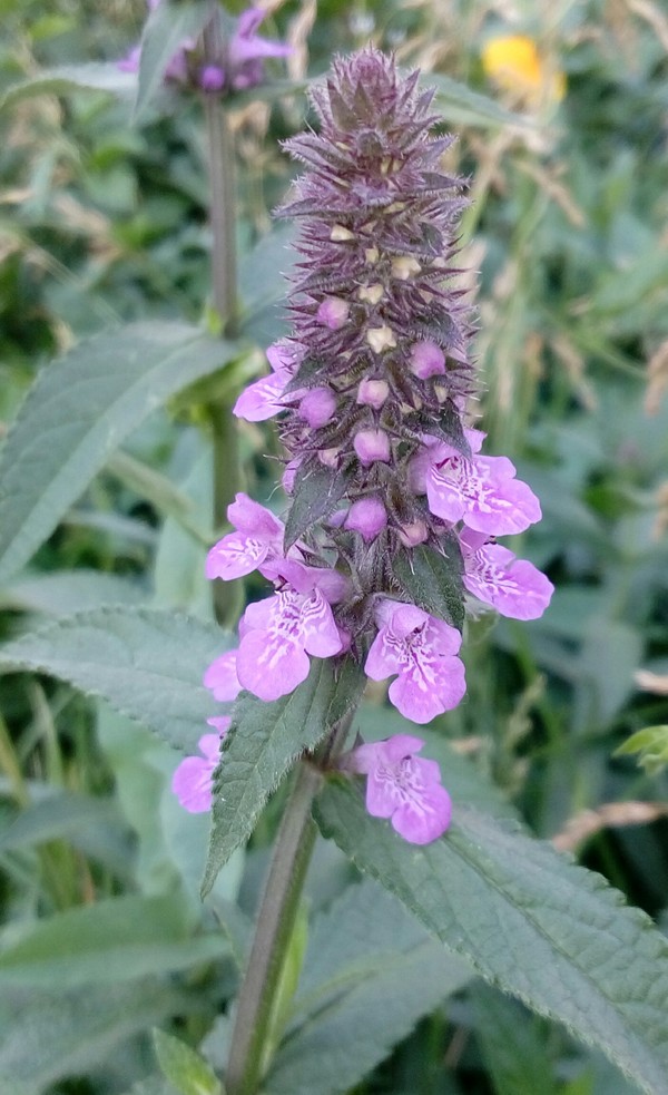 Lilac - My, Flowers, What's this?