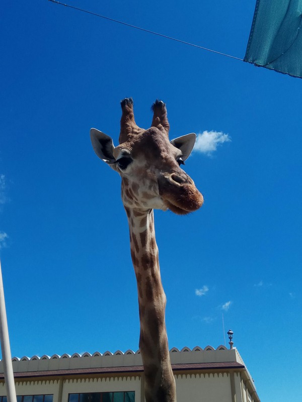 Giraffe - Animals, Milota, My