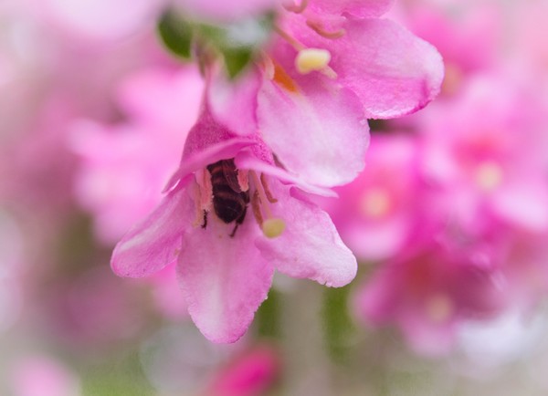 Photo to cheer up))) - My, , Bees, Botanical Garden, Summer, Rain, , Macro photography