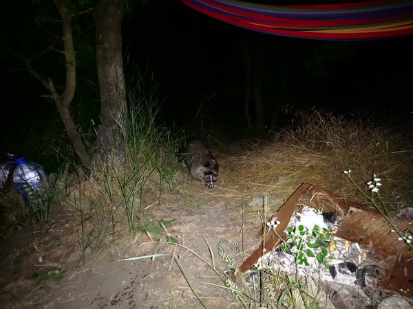 Raccoon attack. - Raccoon, Black Sea, Tent, Animals, Abrau-Durso, Longpost
