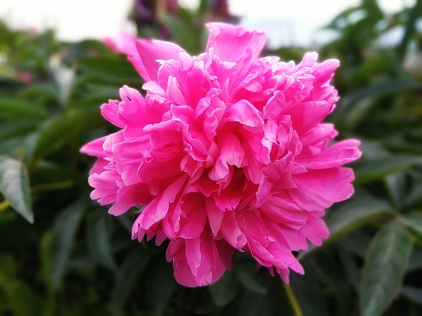 Peony - The photo, Flowers, Peonies, Telephone, My