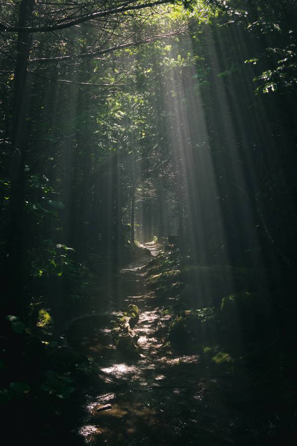 Appalachian trail after rain - Reddit, Appalachian mountains, Forest, Rain, Tree, Path, The mountains, America