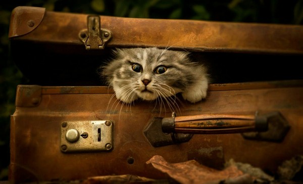 Such a surprise))) - The photo, cat, Catomafia, Cats and kittens, Suitcase, Surprise