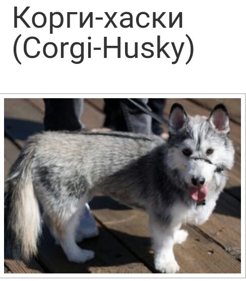 Mestizo Husky - Mestizo, Husky, Longpost, Dog