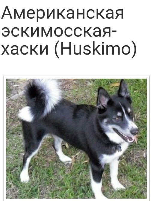 Mestizo Husky - Mestizo, Husky, Longpost, Dog