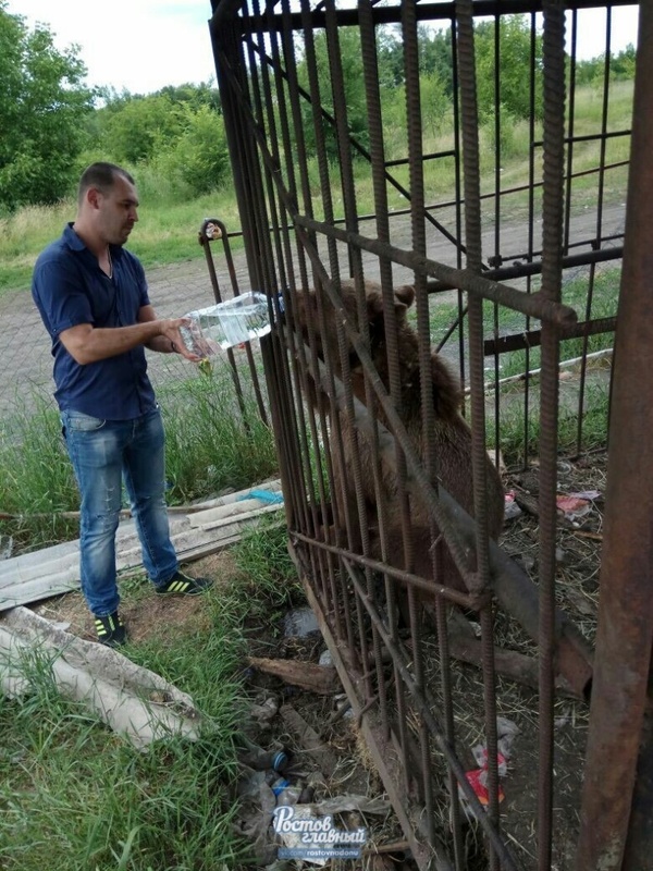 Starving animals found in abandoned Novoshakhtinsk zoo - Animals, Abandoned, Help, Novoshakhtinsk, Longpost, Helping animals