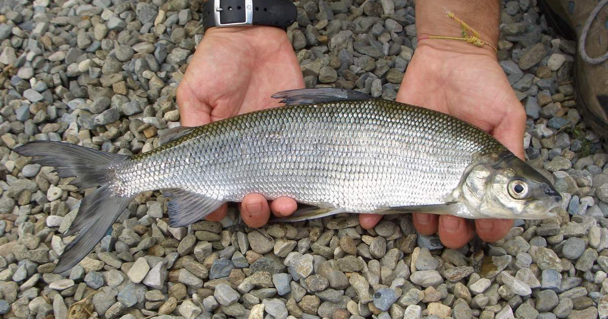 Сиг рыба. Пелядь Coregonus Peled. Сиг пелядь. Пелядь - Coregonus Peled (сырок). Рыба пелядь и сиг.