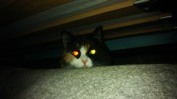 Night mode enabled - My, cat, Heterochromia