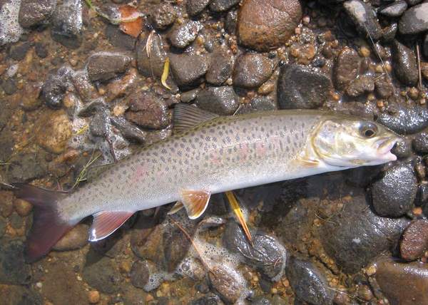 Life in Yakutia. Fishing - My, Yakutia, Fishing, , , Longpost, Luck