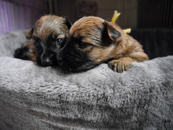 Doggies - My, Dog, Puppies, Longpost, Milota, Irish Terrier