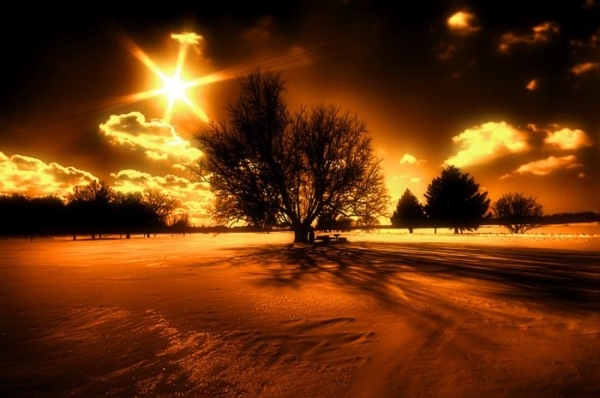 Look how cool. - The sun, The photo, Tree