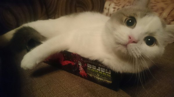 cat gamer - cat, My, Board games