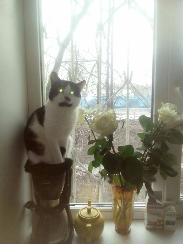 Meet Funya))) - My, cat, Milota, Pet, Bouquet, Longpost, Pets