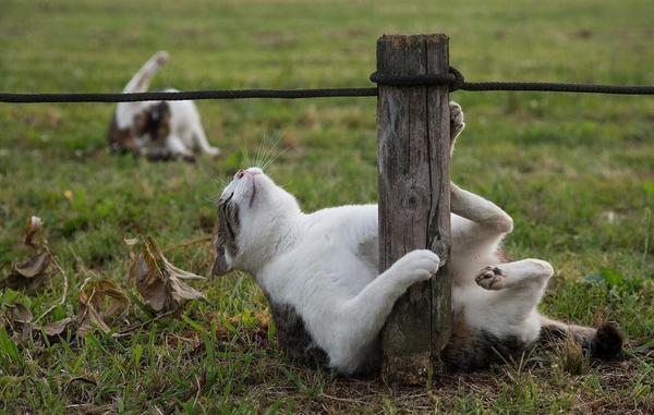 Упоротый кот решил найти забаву