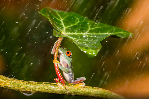 Umbrella - The photo, Macro, Macro photography, Closeup, , Frogs, Rain