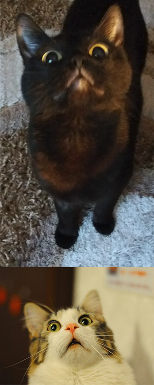 Котсплей