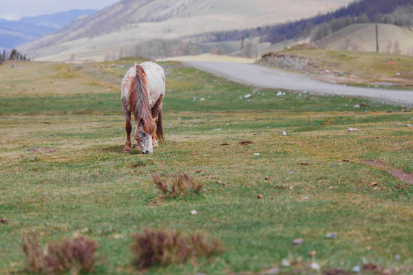 Altai horse - My, The photo, Altai, Horses, Russia, Travels, Canon, Altai Republic