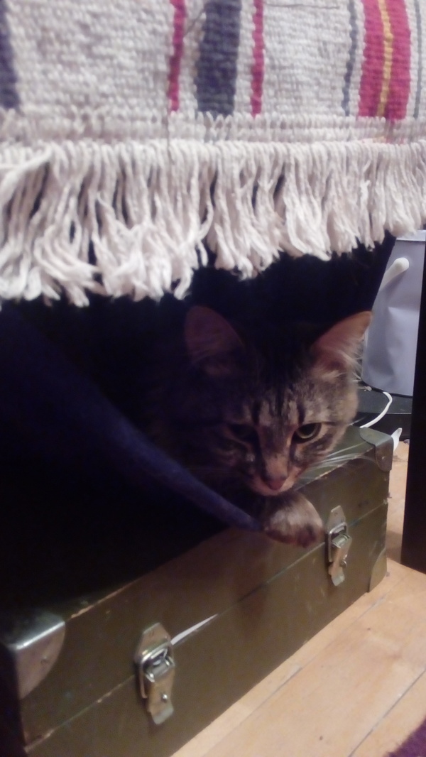 Cat hammock under the table - My, cat, , Stash, Longpost