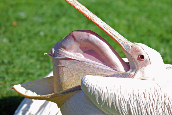 Yawned deliciously - Pelican, Yawn, Neck, Throat, Interesting
