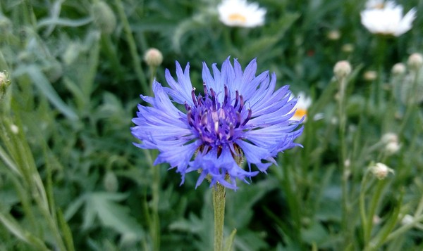 Cornflowers - Cornflower, My, Flowers