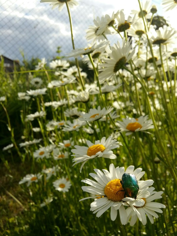Daisies...))) - My, Chamomile, Жуки, Summer, Love does not love