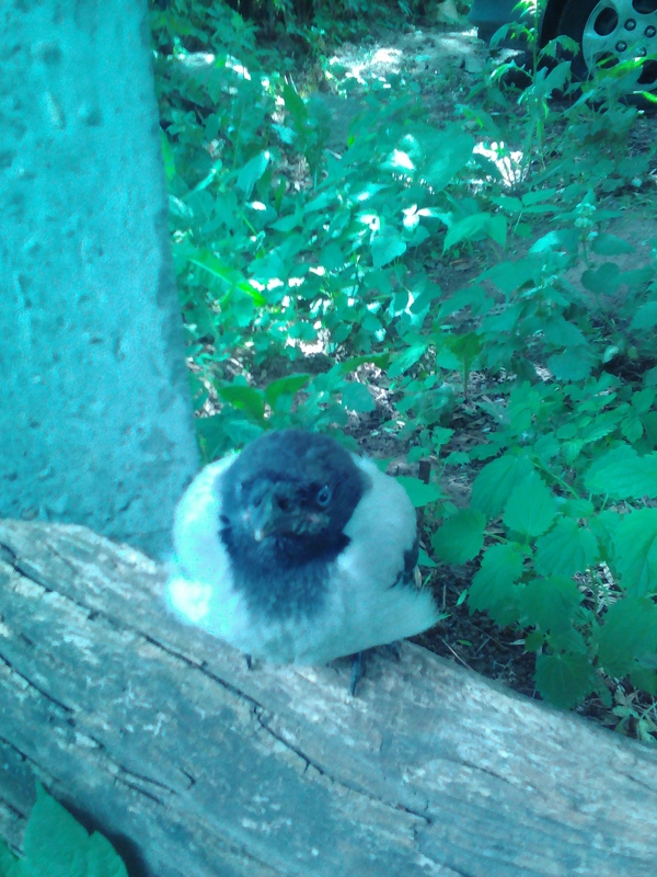 Пссс, парень, семки есть?