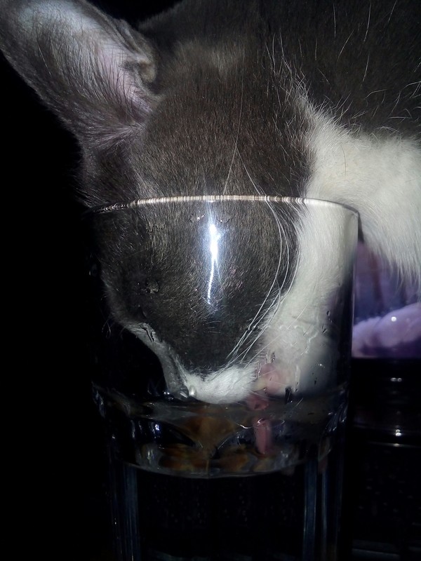 Every time you pour yourself some water... - My, cat, Beast, Cup