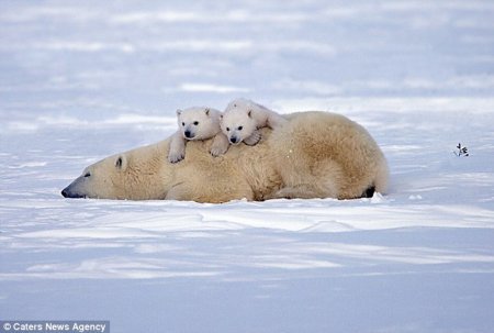 Белые медвежата резвятся с мамой - Милота, Белый медведь, Животные, Фотография, Длиннопост