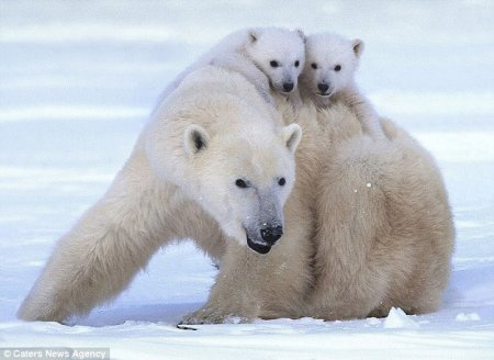 Белые медвежата резвятся с мамой - Милота, Белый медведь, Животные, Фотография, Длиннопост