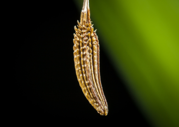 This is what a dandelion seed looks like - My, Macro, Dandelion, Seeds, , , Macro photography