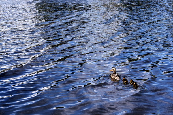 In open swimming - My, Duck, Ducklings, Lake, The photo, Saint Petersburg