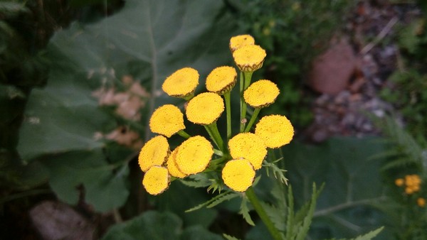 Tansy - My, Tansy, Childhood