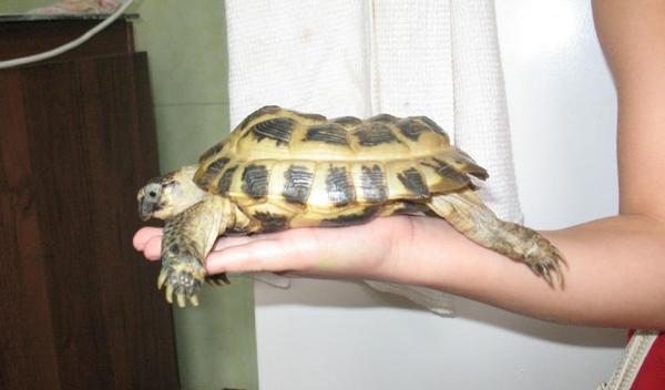 Say a word about turtles! - Turtle, Reptiles, Animals, , Longpost, Exotarium