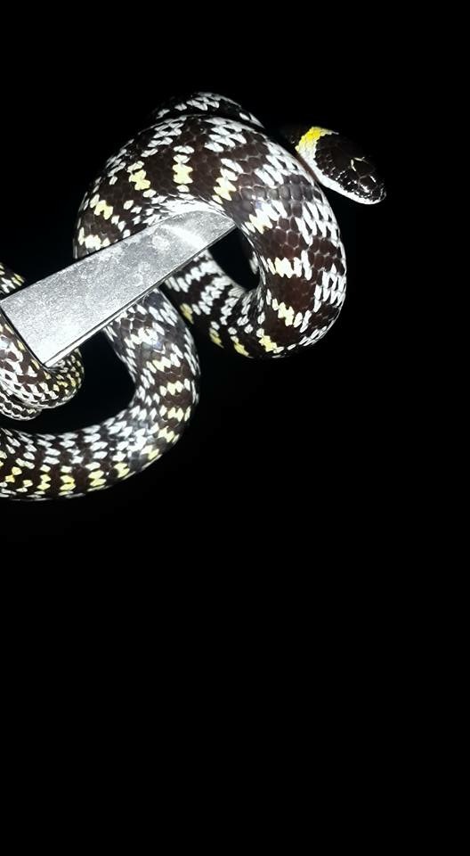 Friends, help identify the type of snake - Snake, middle Asia, Poisonous animals, Already