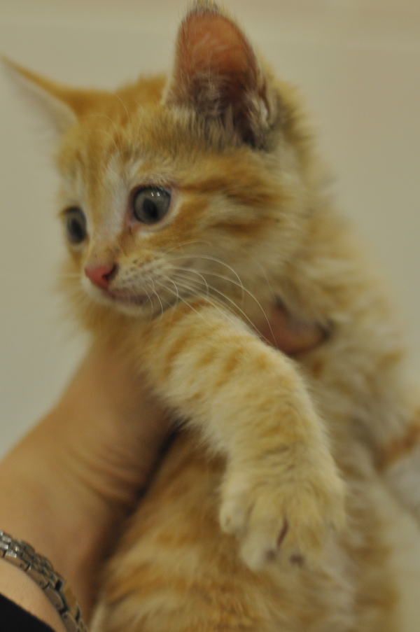 Little red kitten, 1 month old. Looking for a home! Moscow - My, , Moscow, In good hands, cat, The strength of the Peekaboo, , Longpost