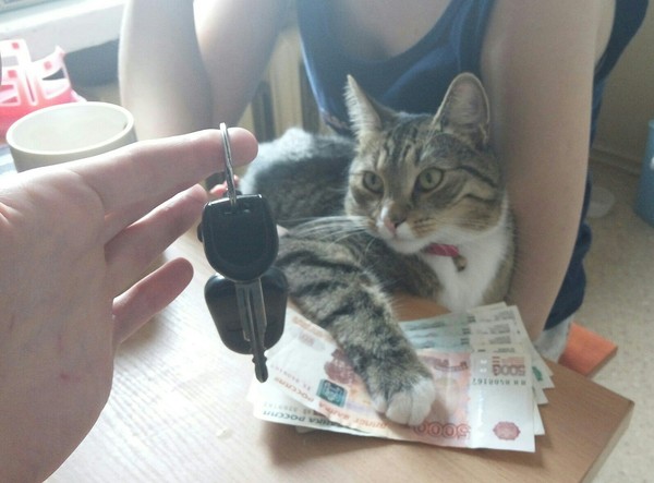 Car Dealer Cat - My, cat, , Car sale