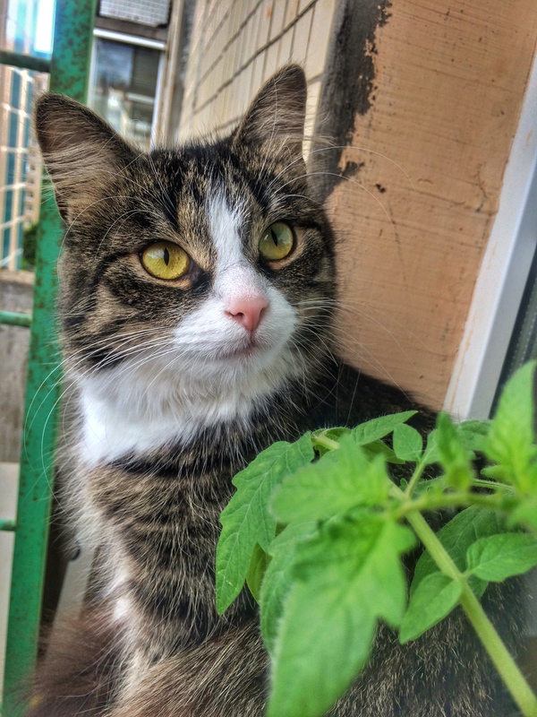 Кошка и помидоры Кот, Котомафия, Фотография, Помидоры