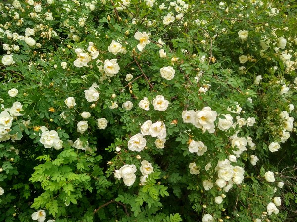 Summer? - Saint Petersburg, My, Summer, Flowers