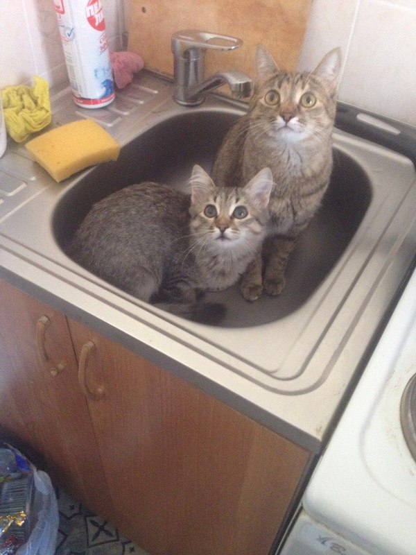 When the hostess came unexpectedly) - My, cat, Sink