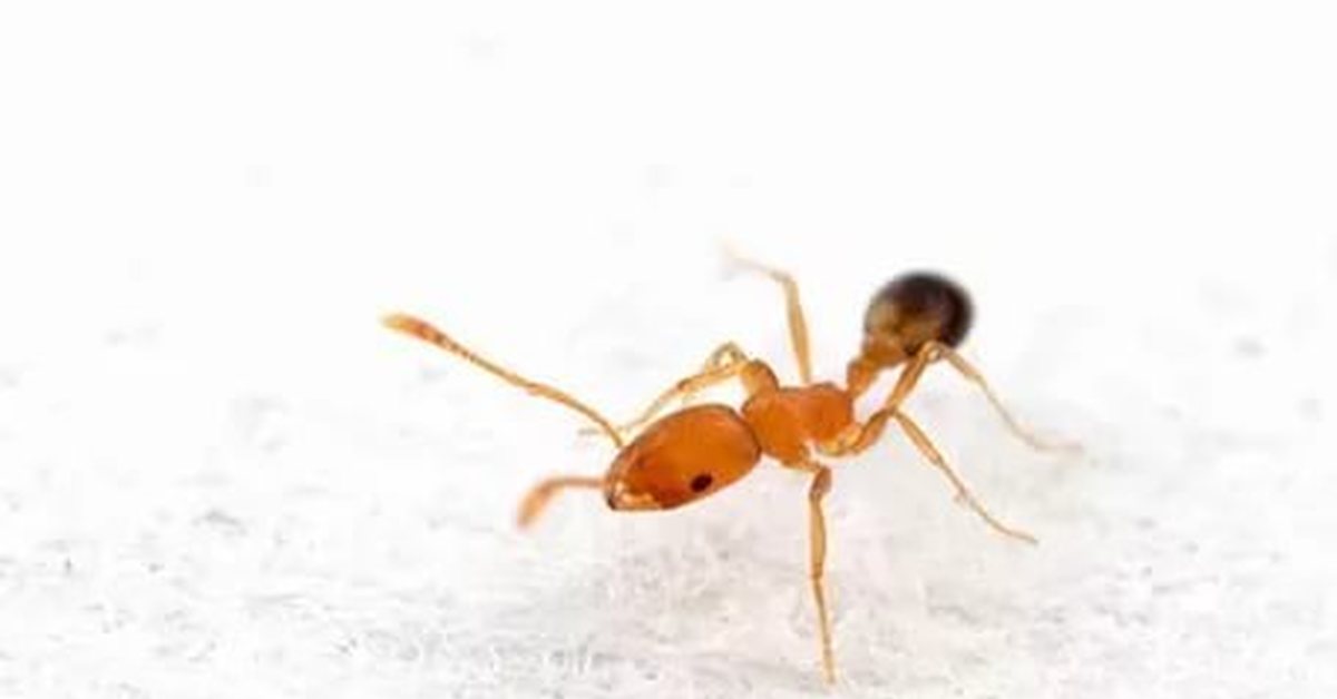 Тля рыжий муравей тип биотических отношений. Фараоновые муравьи гнездо. Рыжие домашние муравьи. Муравьи рыжие мелкие. Маленькие рыжие муравьи.