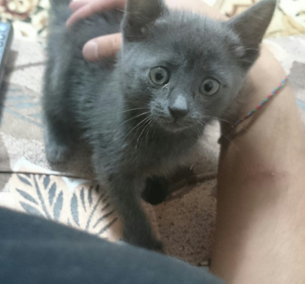 Hello everyone, I found a kitten on the street, I decided to take it home. Connoisseurs tell me what kind of breed. Looks like a Russian blue. - Cat kitten, cat, Longpost