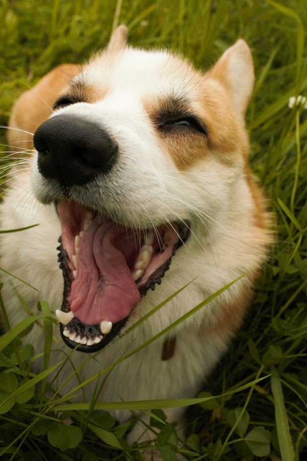 Kaeffff...... - My, Corgi, Dog, Nature, Yawn