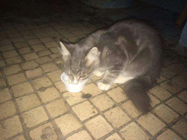 The cat is looking for a home. - My, Help, cat, In good hands, Kolomna, 