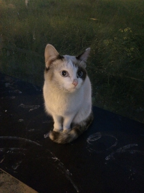 Naberezhnye Chelny. Has anyone lost a cat? - My, cat, The missing, Find, A loss, Naberezhnye Chelny, Longpost, Help